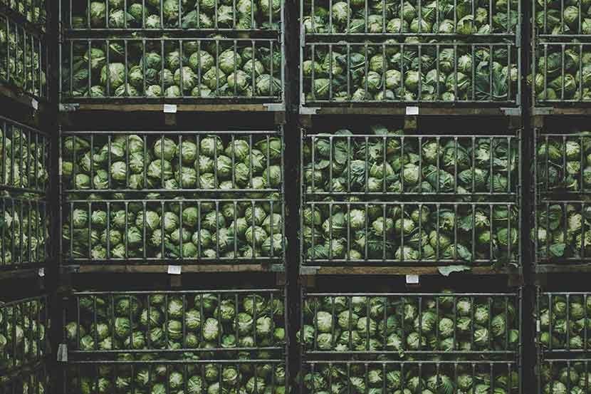 cabbages in metal baskets shelved in a warehouse